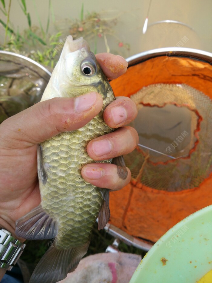 颜色纯正,野生黄鲫