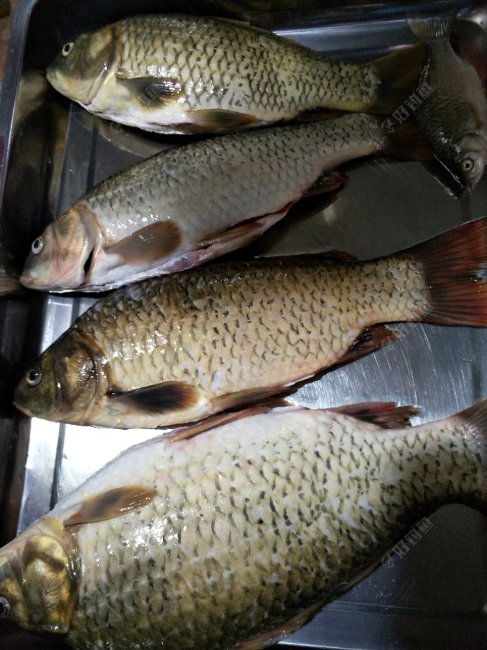 钓鱼以来最大的鲫鱼