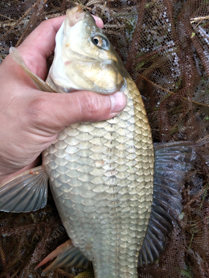 钓鱼以来最大的鲫鱼