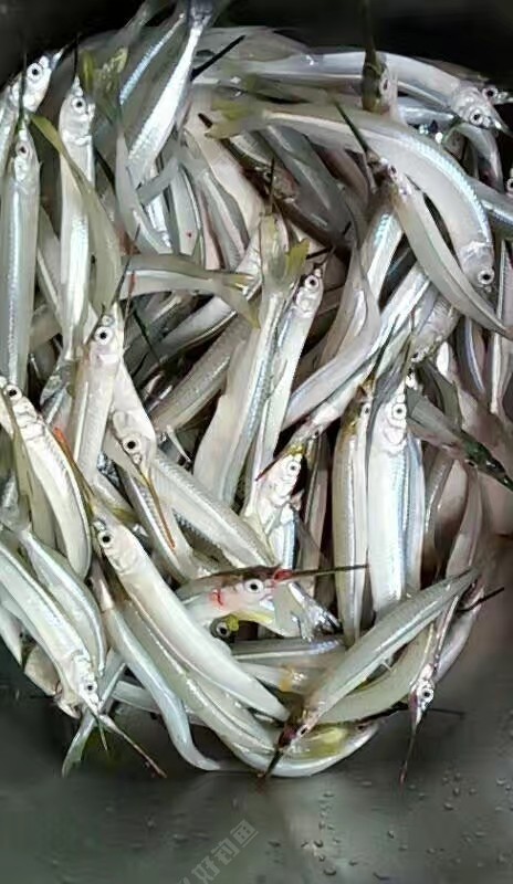 針魚水針魚鶴針魚釣魚實用耐用