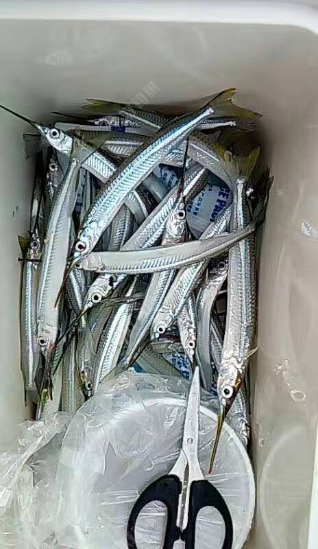 针鱼水针鱼鹤针鱼钓鱼实用耐用