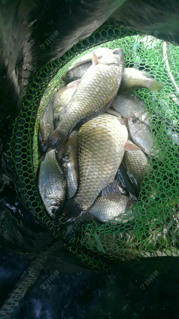 无论大小,解毒就好 - 好钓鱼