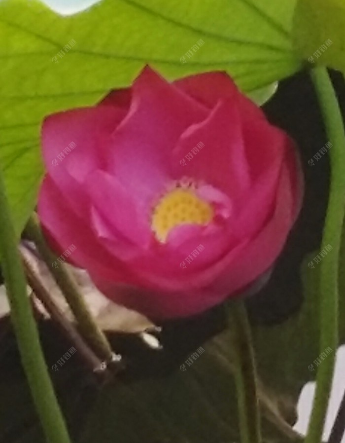 西湖荷花带给众人一丝清凉