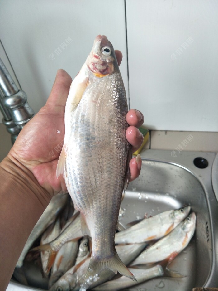 早上起来天气不错的去镜泊湖上游大江玩