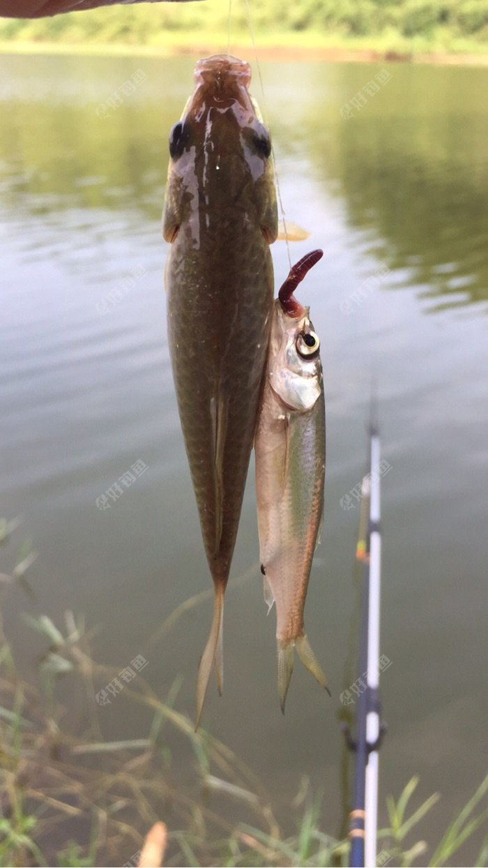 求大师教钓草鲤鱼