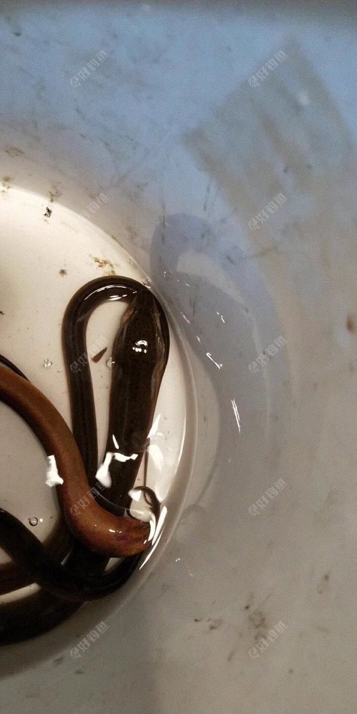 白天太热只能晚上钓钓黄鳝了