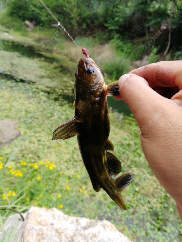 战酷暑发鱼获传统路亚