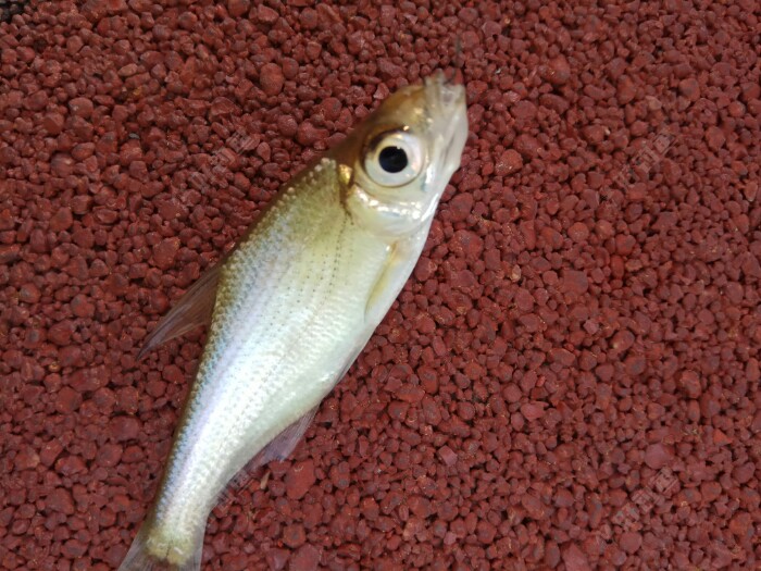 大眼鳊鱼的钓法图片