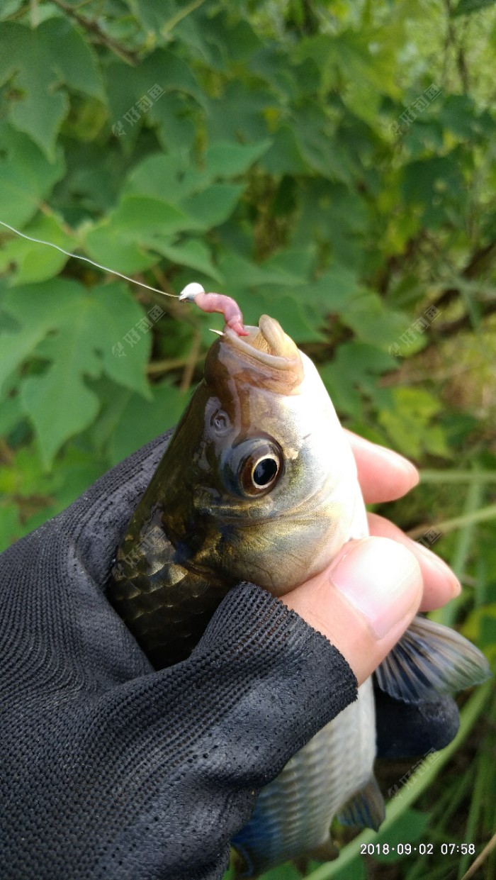 天悶不好釣魚米飯粒也不好釣了