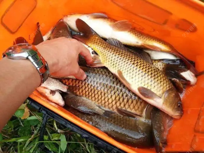 高山水库钓获的形体肥腴身披金色鱼