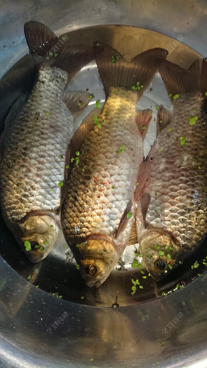 这几条才是压轴的大货,三条鲫鱼目测差不多有二斤左右,十月果然是钓鱼