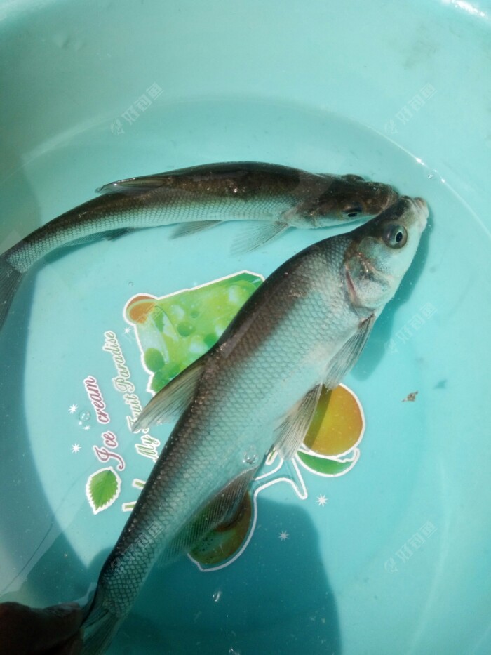 趁着这两条青梢还自由自在,拍几张美图,皮毛感觉漂亮,很好看的.