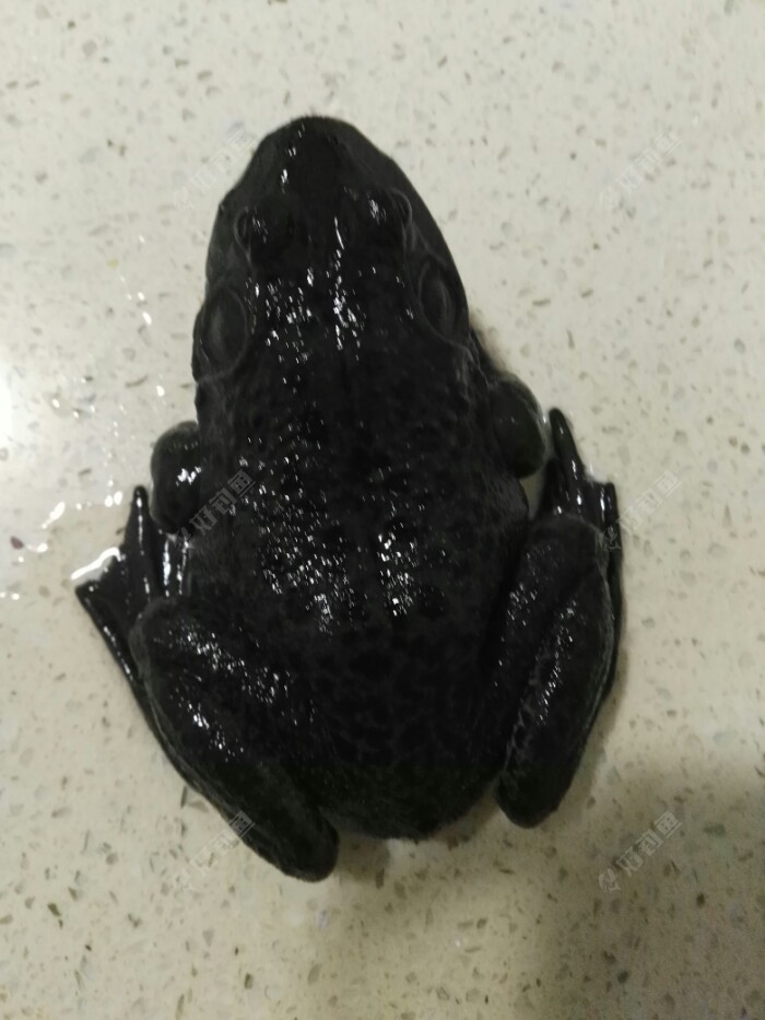 [试钓] 满载而归 还有牛蛙 - 好钓鱼