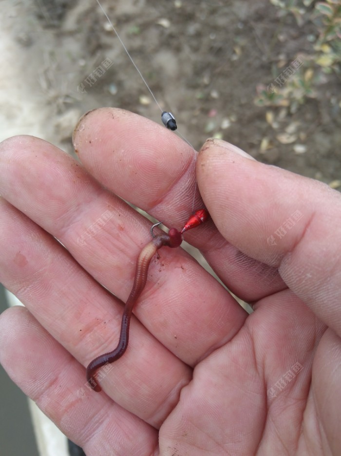 今天用蚯蚓 - 好钓鱼