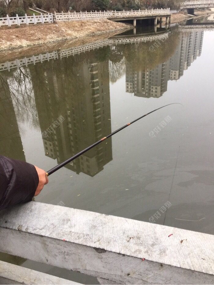 年终早上打窝中午钓鱼稍有收获