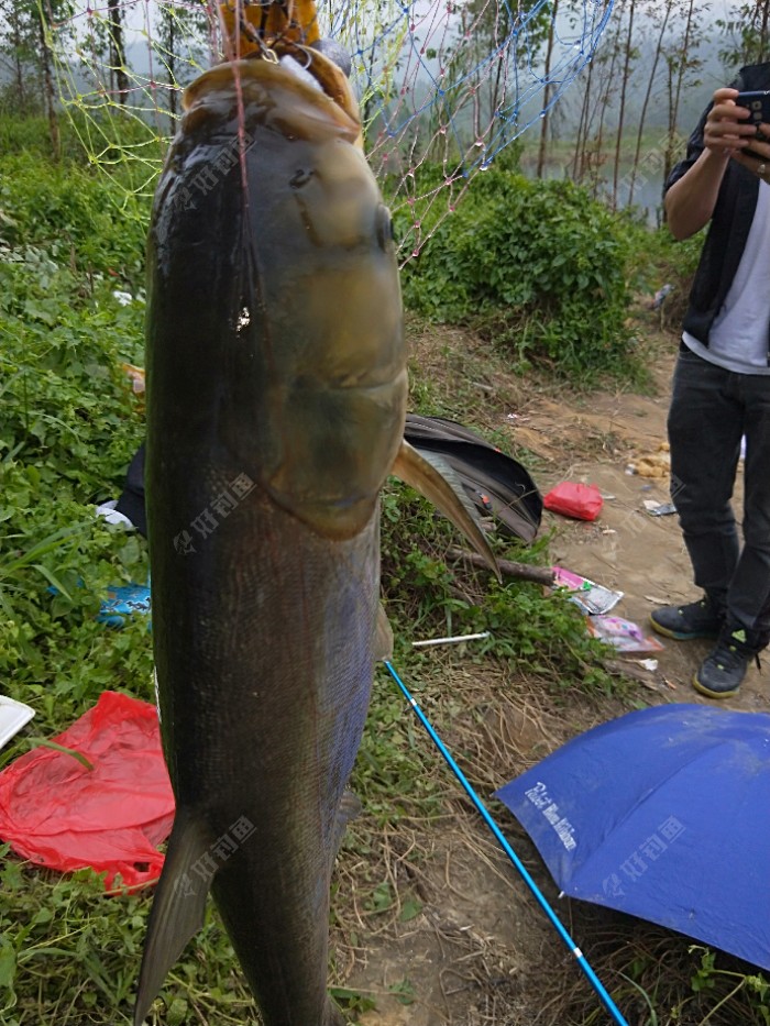 今年钓到的最大的鲢鱼,9·8斤