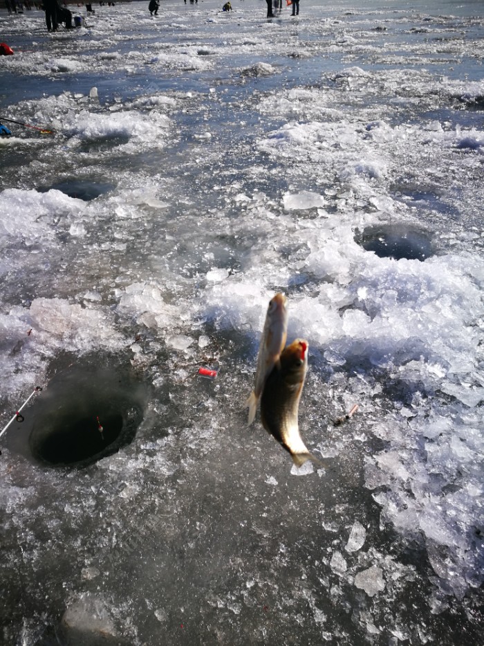 继续潮白河冰钓