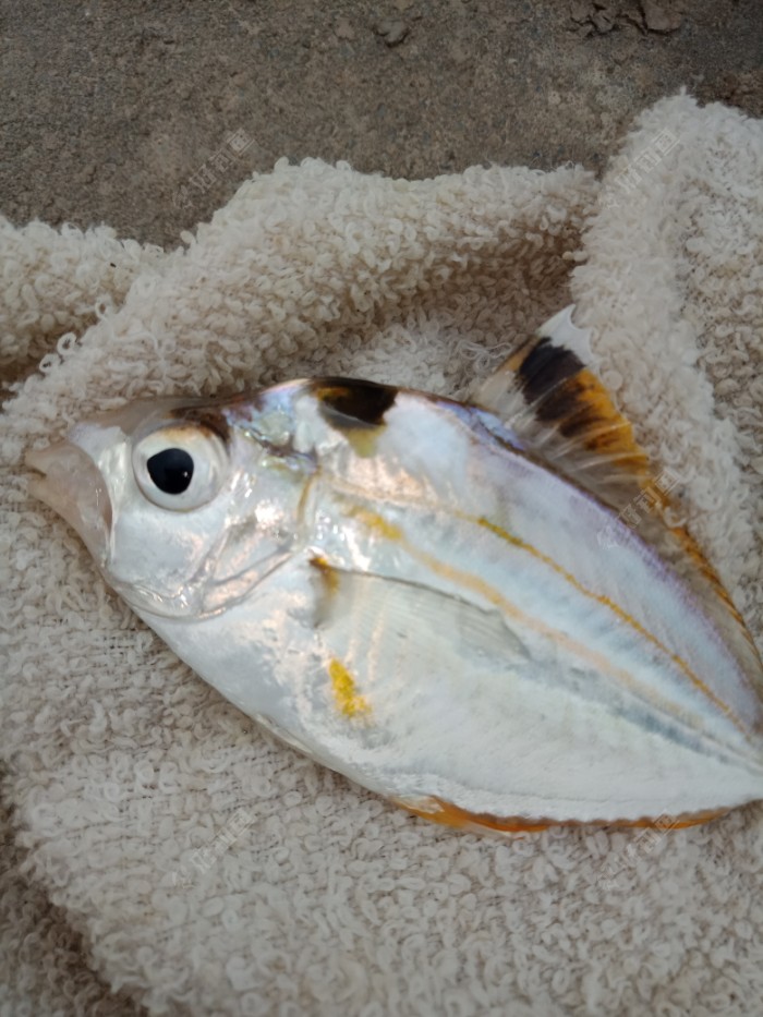 海钓油腊鱼收获一盘鲜