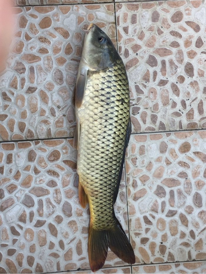 太湖野釣,一下午就一條,小鉤細線搏鯉魚,0.6子線1.