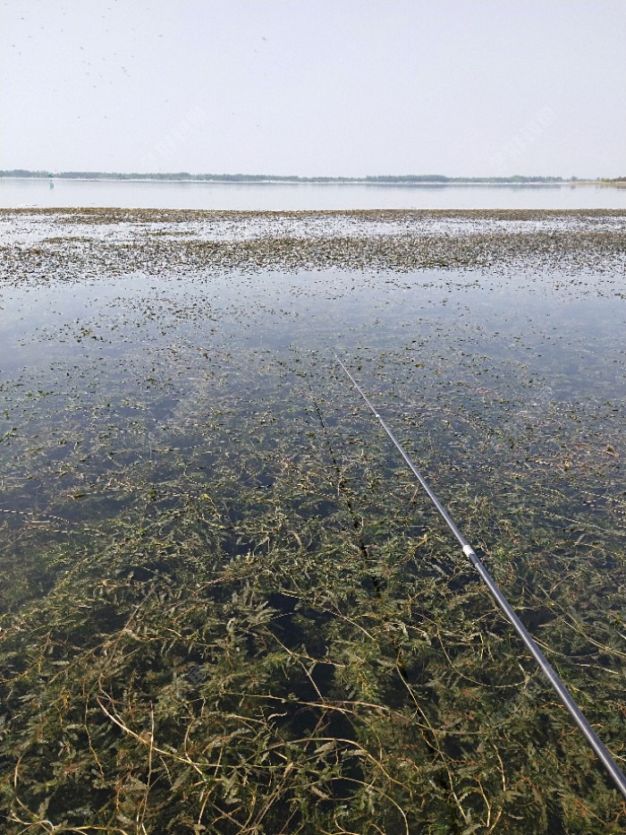 (尾數打榜—野)草窩尋魚 - 好釣魚