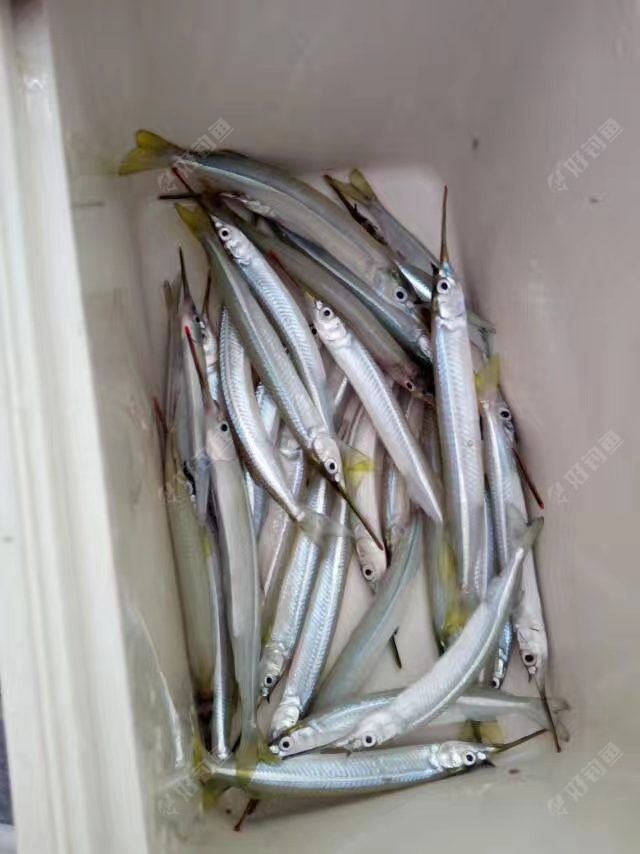 针鱼鹤针鱼青针鱼钓鱼钓组爆钓针鱼