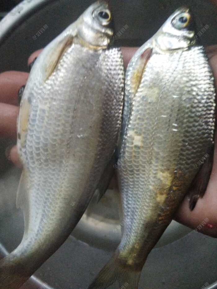 夜钓前收获的大眼鳊,每条约一百二十克