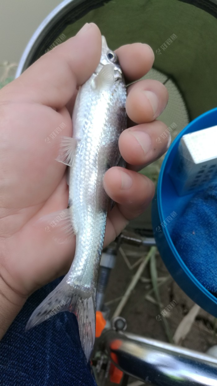 小小花骨魚