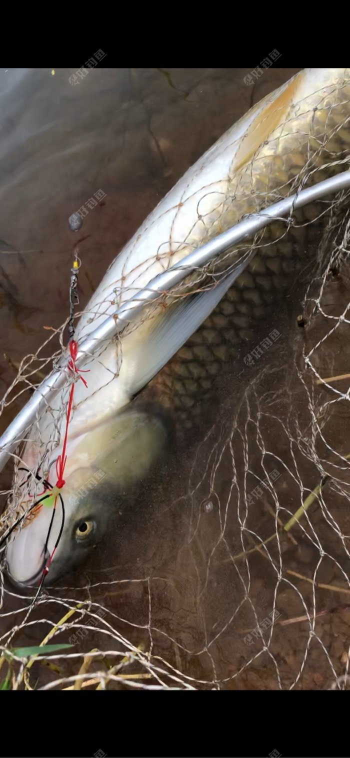 爆炸钩挂红薯,正口,目测10斤左右