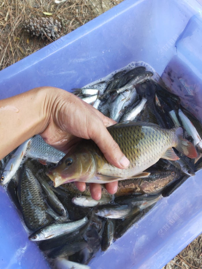 最喜欢这种禾花鲤,看得心里美滋滋,拿手上活蹦乱跳,肉肥嫩肥嫩