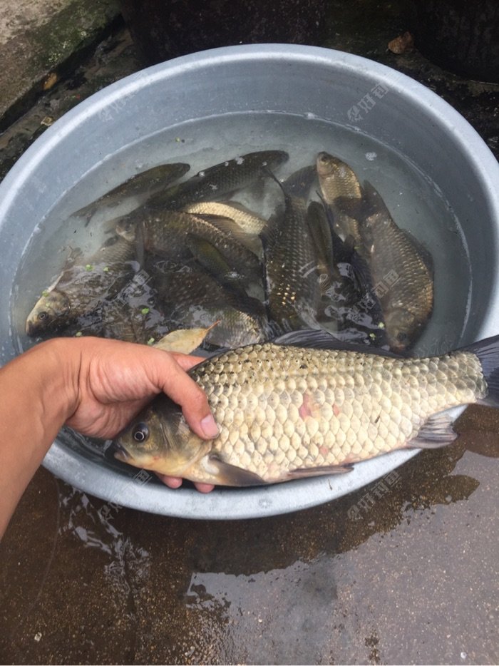 一斤半的巨鲫,君无戏言,若有吹嘘,此后永空军,忘拍称量之图!