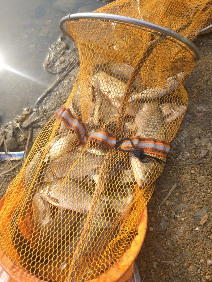 四周年做钓降温前鱼获爆连连