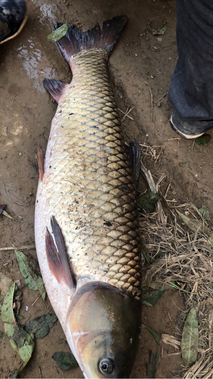 魚獲以及談談自己釣草魚的餌料窩料