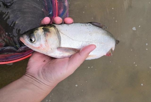 長江野釣釣獲1斤稀有土鯪魚還有鰱鱅魚和野生鯽魚