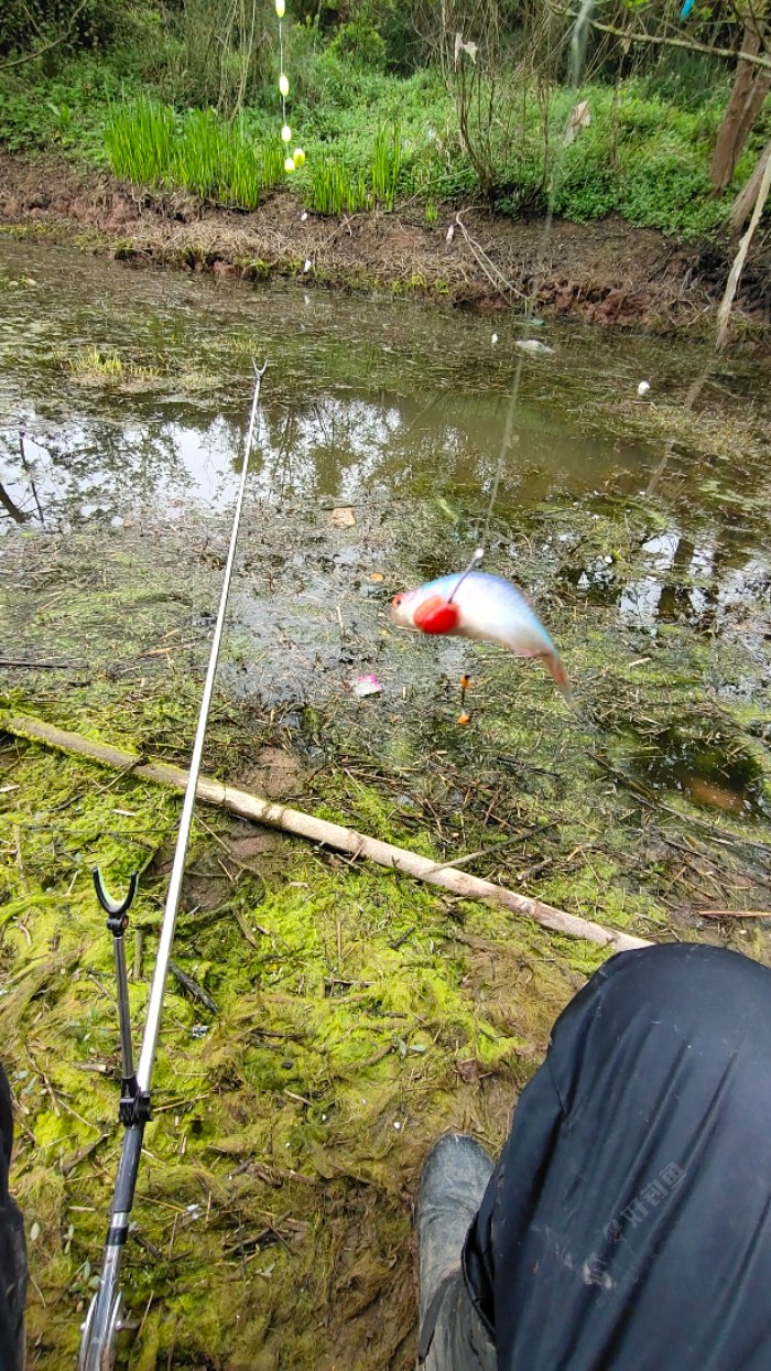 这种指甲大的不知名的鱼最讨厌,又多,嘴巴又小还好吃.