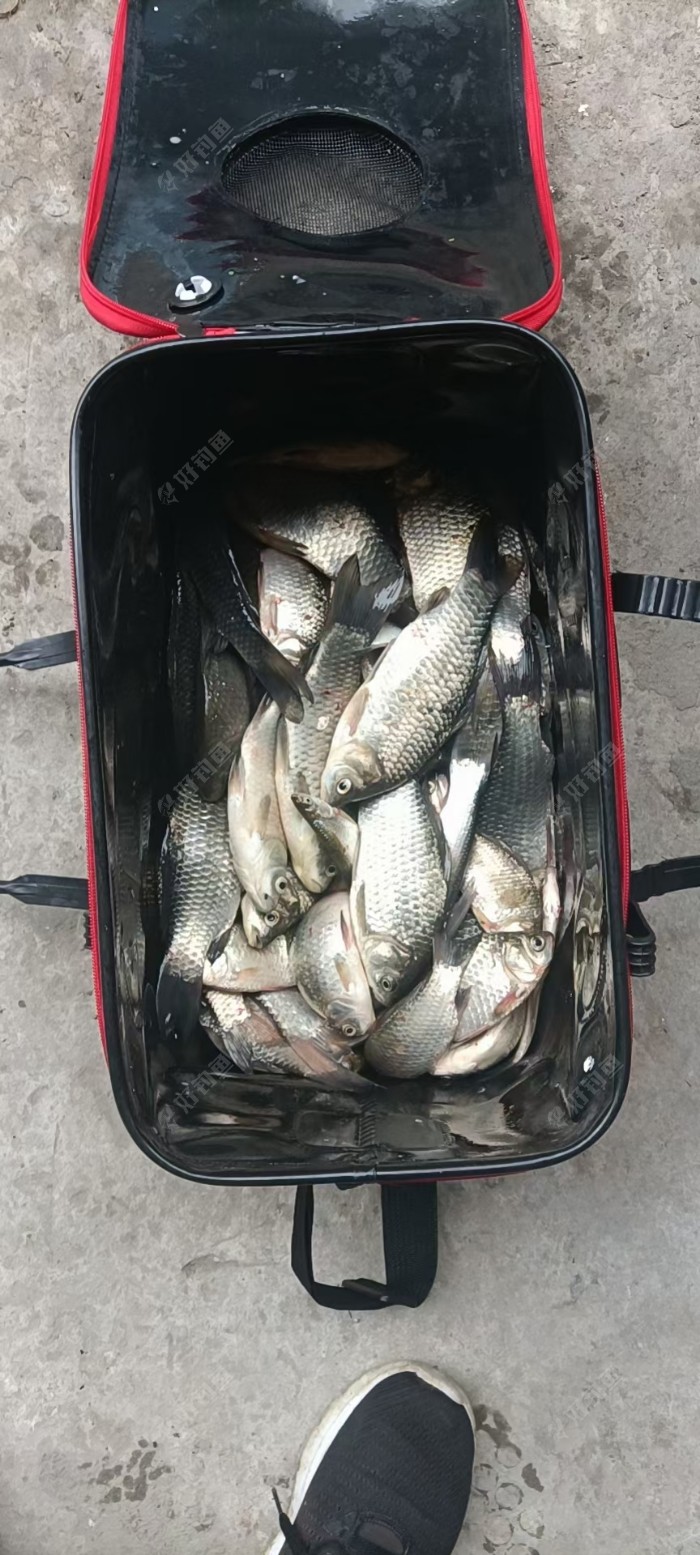 好日子好兄弟好鱼获