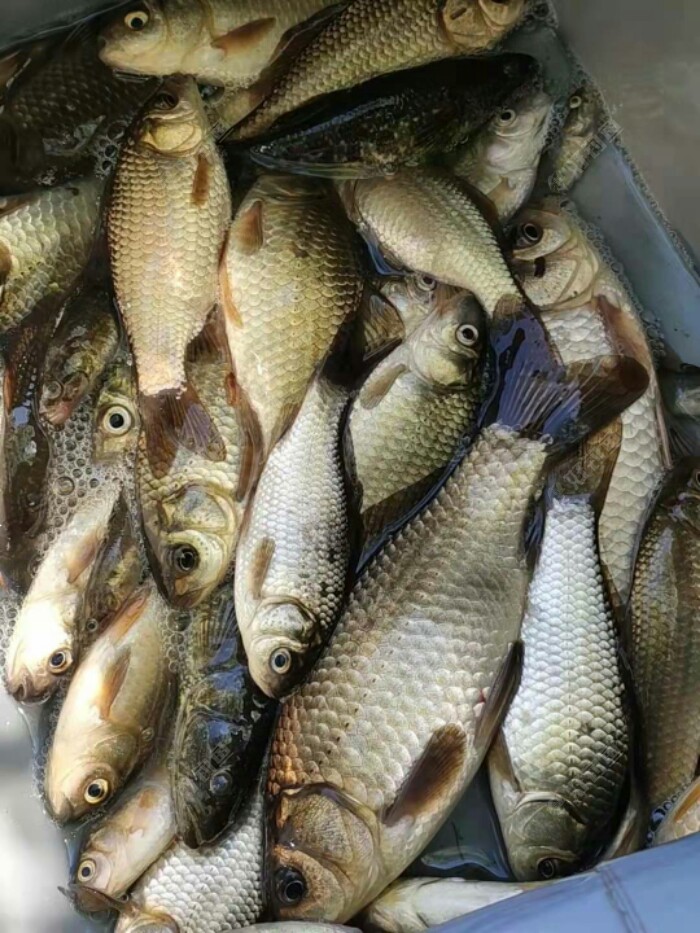 东北野钓塘坝之垂钓东塘坝小鲫鱼鱼获不错的