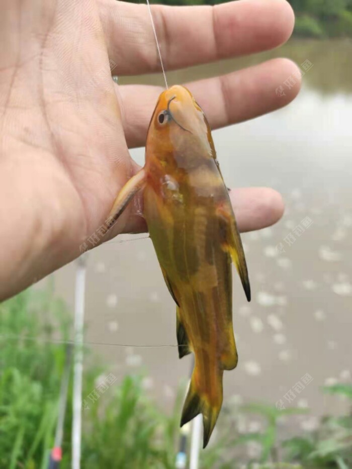 蚂蚁河闷杆钓之早钓嘎鱼天天涨水消水太难钓