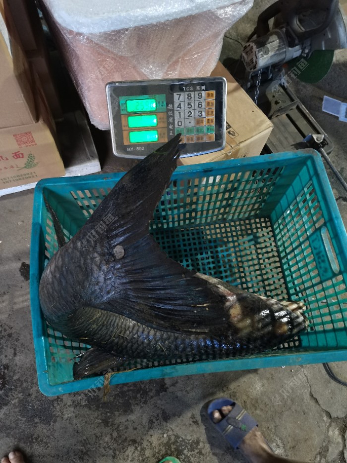 水库巨物50斤大青鱼上岸