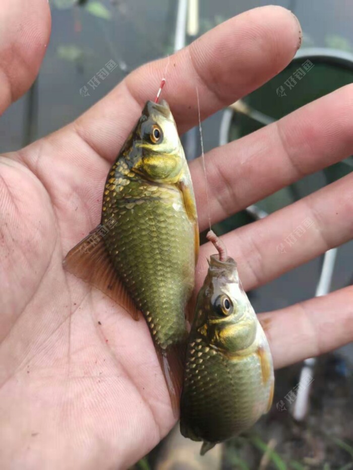 东北野钓塘坝之东塘坝垂钓小鲫鱼鱼太小钓够了
